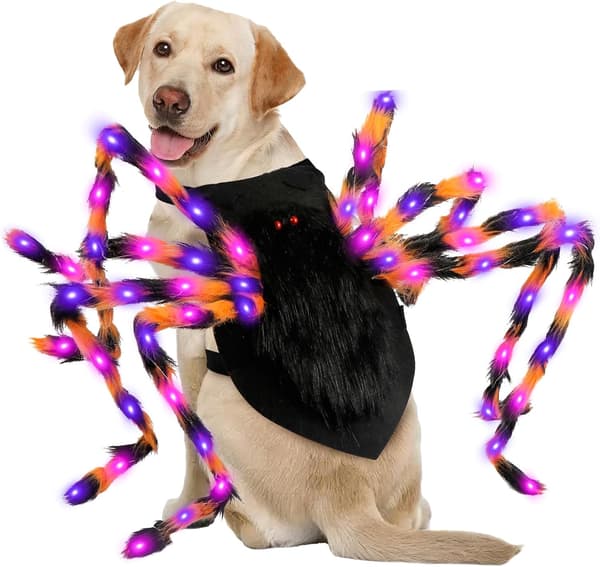 Halloween edderkoppekostume til hunde – velegnet til mellemstore og store racer. L100cm