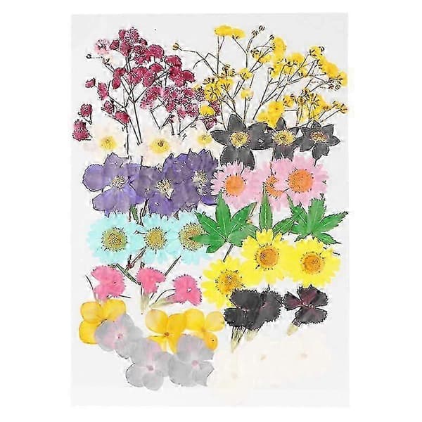 XYCY-42st torkad blomma[2F] 19.5x13cm