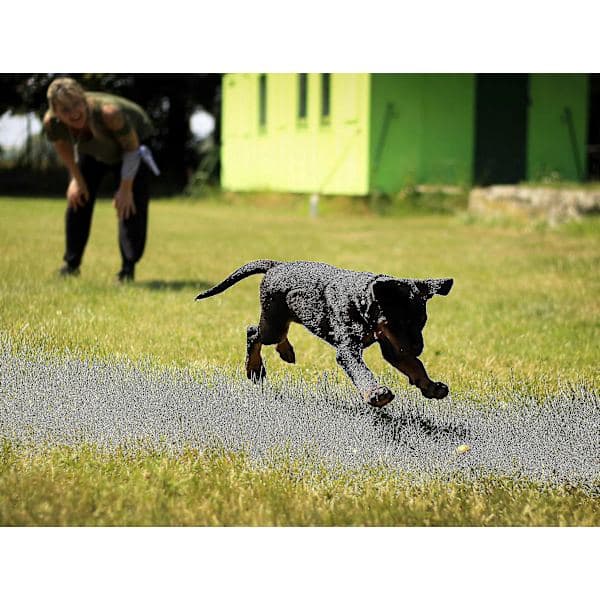Hundegodbiterpose for trening, hundegodbiterpose med magnetisk lukking og midjebelte