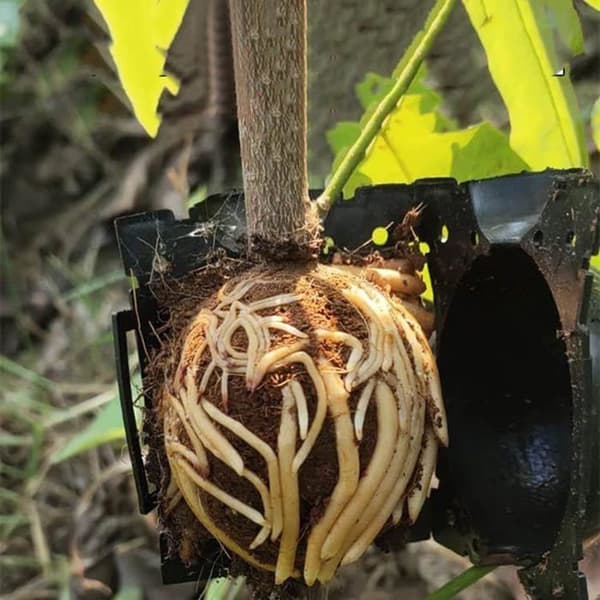 Planteformeringkuler - Rotingsenheter - 15 Stykker - Svart