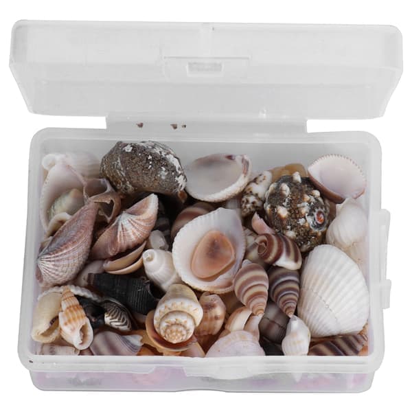 Jewelry Crafts DIY Shell Seashell Set Natural Seashells Conch Wedding Home Decor
