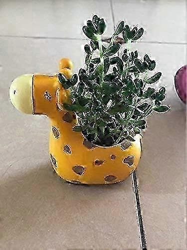 Giraff Suckulentkruka, 4,92\", Inomhusväxtkruka