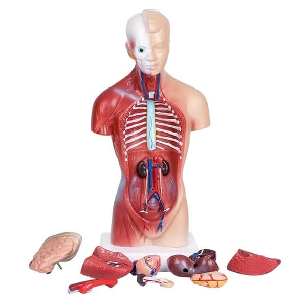 Unisex ihmisen vartalon anatomian malli sisäelimillä, 28 cm