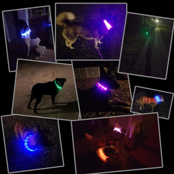 LED lysende halsbånd til hunde, USB genopladelig - Længdejusterbar kæledyrssikkerhedshalsbånd til hunde og katte - 4 tilstande 12 lys hvid white