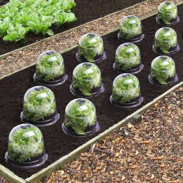 Salatklokke x12 beskyttende drivhus for planter