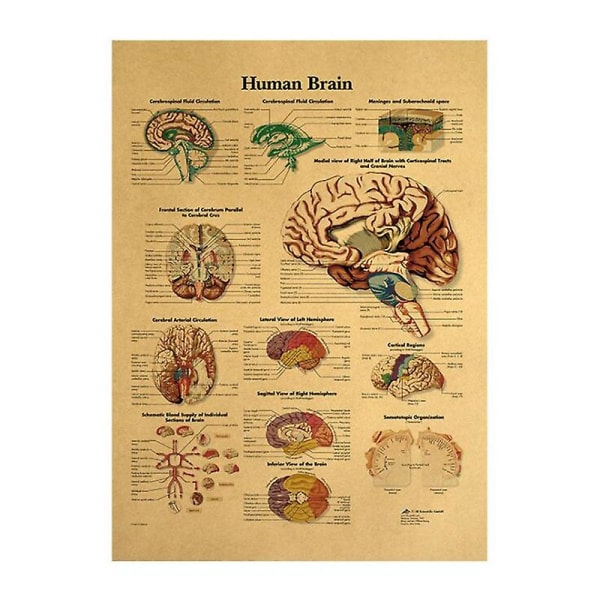 Menneskelig struktur Skjelett nervesystemet Plakat-menneskelig hjerne