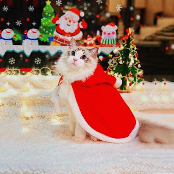Hundkläder för Jul Katt Jul Semesterdräkt Röd Julkapp Huvad Kappa Vinter Ytterkläder M