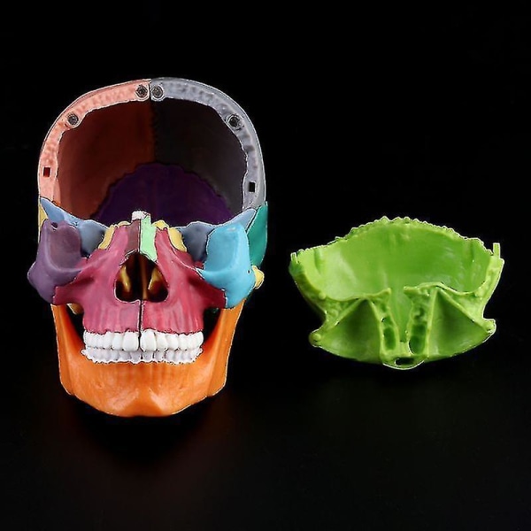 4d demonterad färg skalle Anatomisk modell Avtagbar