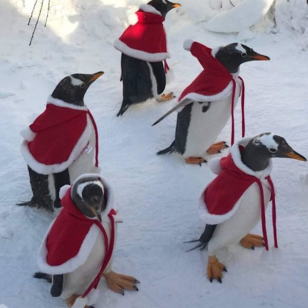 Hundkläder för Jul Katt Jul Semesterdräkt Röd Julkapp Huvad Kappa Vinter Ytterkläder M