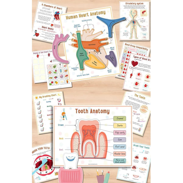 Lasten ihmisen anatomian aktiviteettikirja, aistienvarainen aktiviteettikirja, Montessori-aktiviteettikirja ihmismalli esikoululaisen oppimiskirja