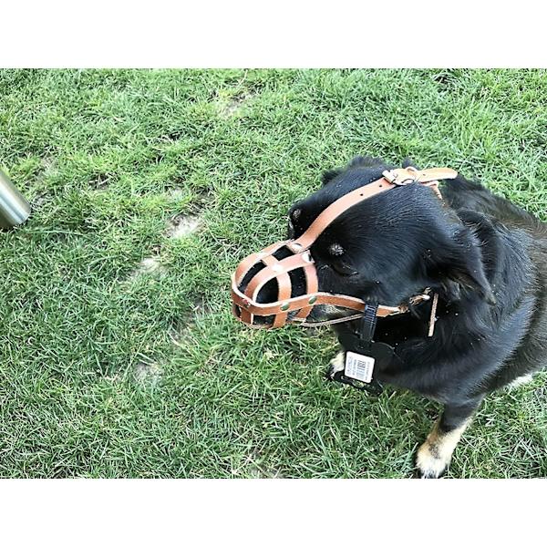 Let Læder Hundekobbel Til Chihuahua Yorkshire Terrier Mini Pitcher & Andre Små Hunde (Naturligt Læder, 00) Leather