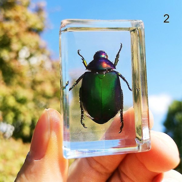 Smukke insekter i harpiks dyresamling Papirvægt til kontorbord til mænd Kvinder Biologi 8