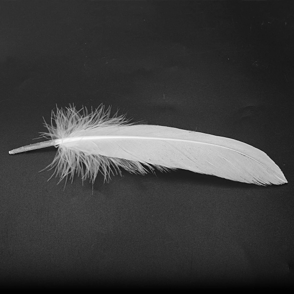 100 st Vita fjädrar Gåshantverkskompatibel festhatthantverk 15-22cm KL White