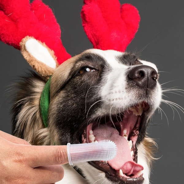 4st hundtandborste fingerborste för sällskapsdjur och hundtänder