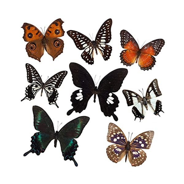 8 st Real Butterfly Eximen - Taxidermy Butterfly Artwork Material Dekor, Taxidermi Animals -ge As Shown