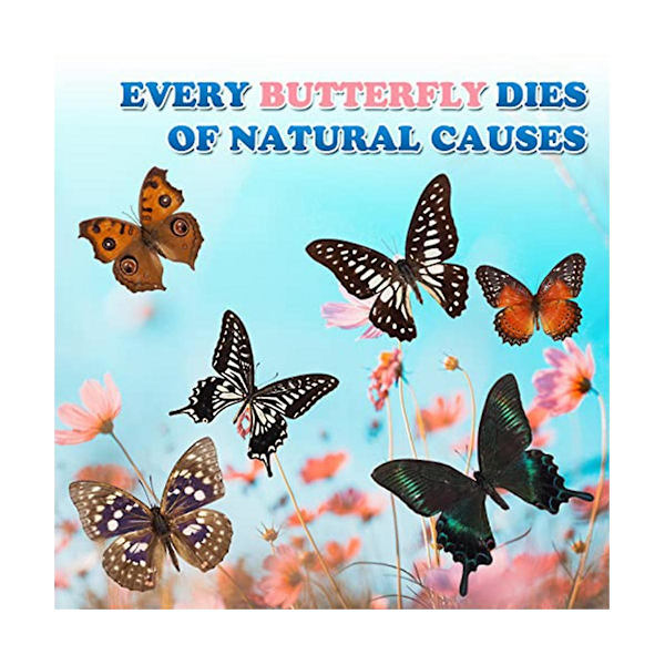 8 st Real Butterfly Eximen - Taxidermy Butterfly Artwork Material Dekor, Taxidermi Animals -ge As Shown