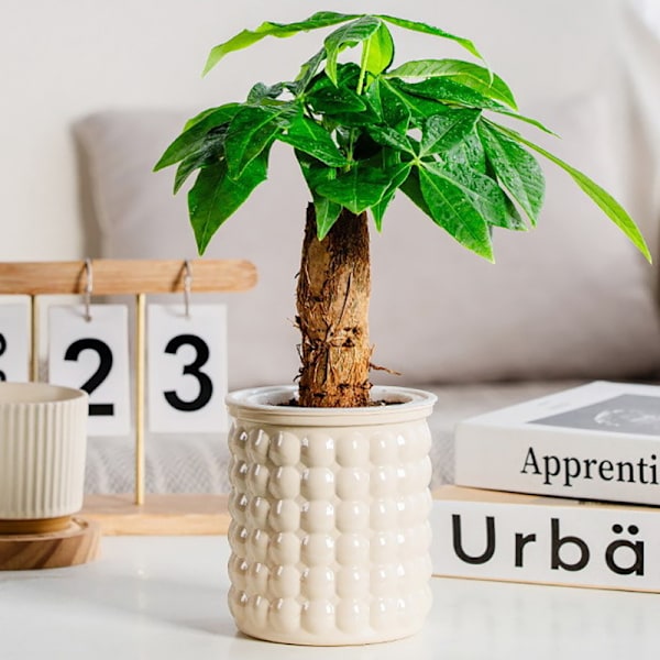 Mini Självbevattnande Blomkruka Plastkrukor Självbevattnande Kruka Gray