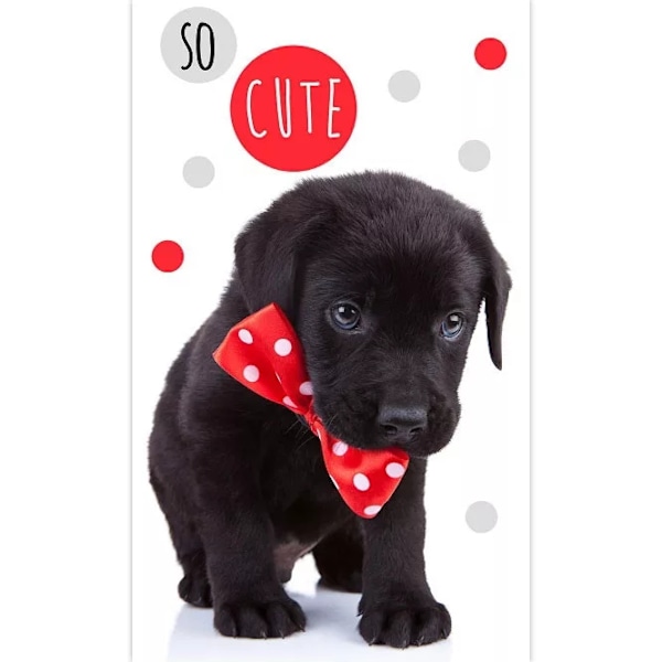 Handduk Hundvalp 30x50cm Gästhandduk 100% Bomull so cute