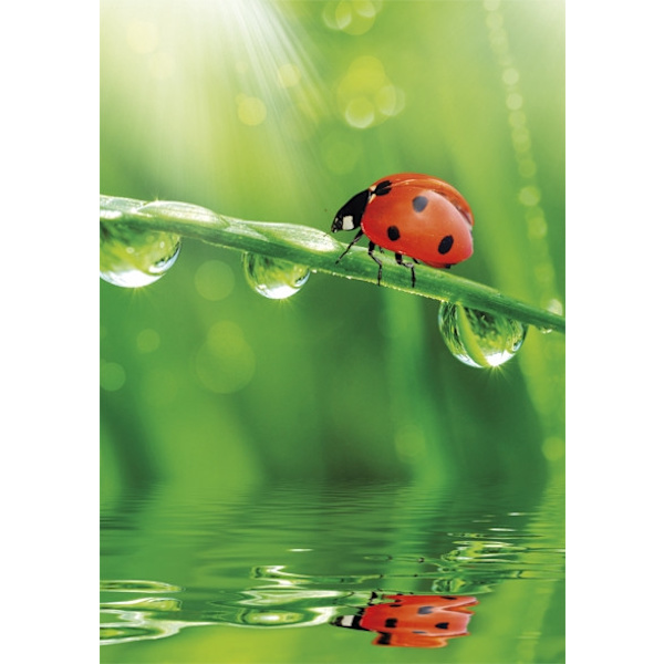 Colour Ladybug Nature A4 elastisk mapp