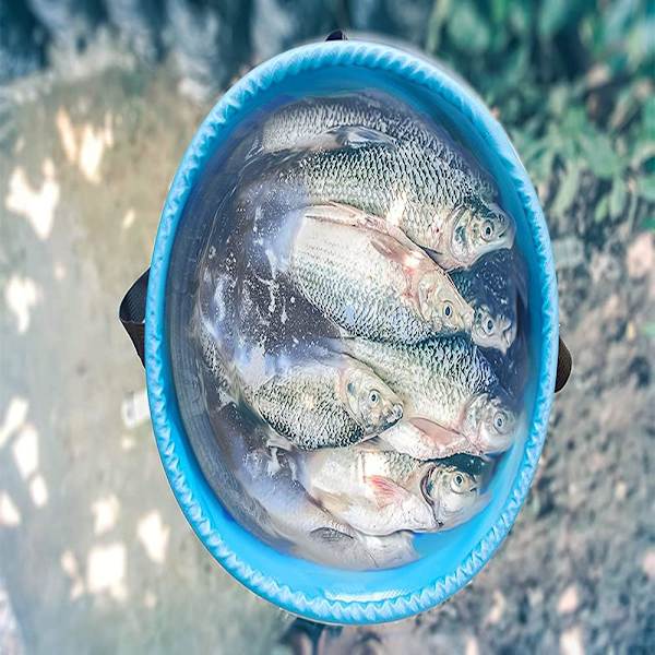 Hopfällbar skål för fiske, hopfällbar tvättkorg för camping, hopfällbar hink, vattenbehållare, tvättkorg, bärbar hink, hopfällbar skål för camping