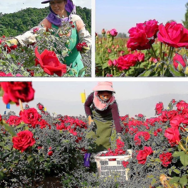 500g naturliga torkade rosenblad äkta blomma torra röda kronblad för fotbadskropp -q