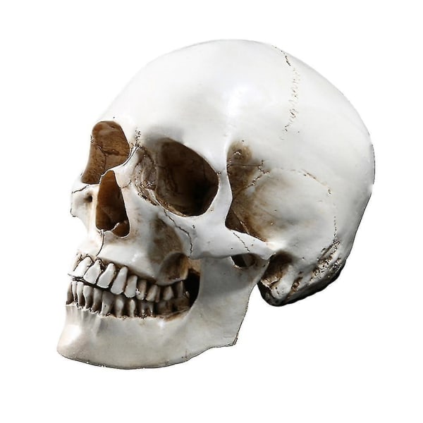1:1 Människoskalle Modell Replika Harts Medicinsk Anatomisk Spårning Medicinsk Undervisning Skelett Halloween dekoration Staty