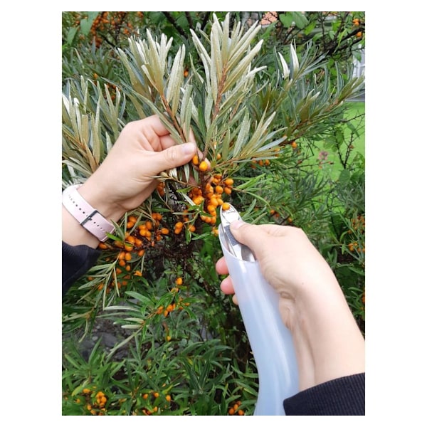 Marjukka Buckthorn plukker