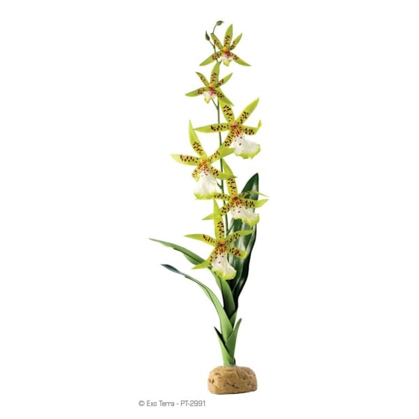 Terrarium dekorasjon EXO-TERRA edderkopporkide