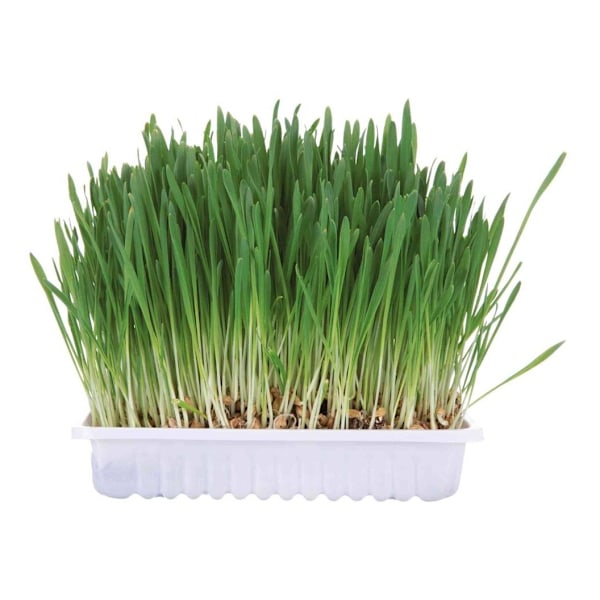 Tillägg för gnagare - gräs 100g box