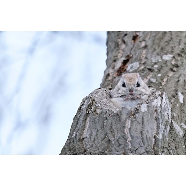 Fujifilm Fujinon XF 150-600mm f/5.6-8 R LM OIS WR -objektiivi