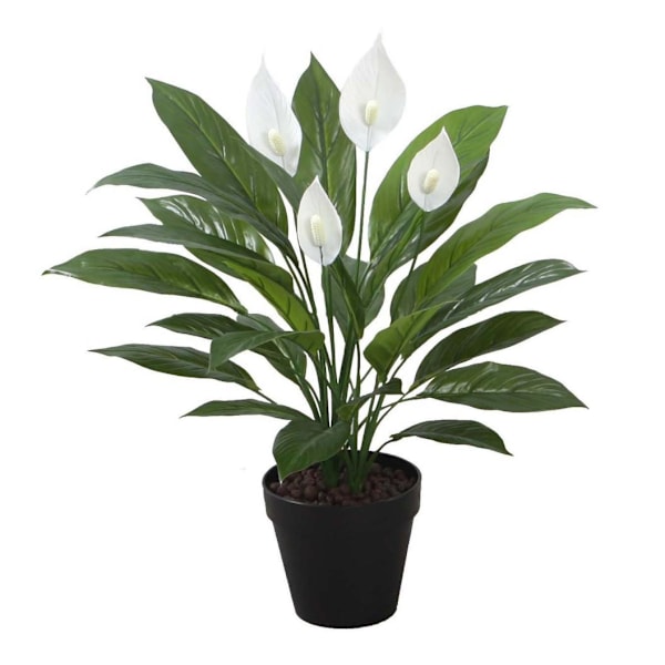 Grön växt SPATHE H60cm