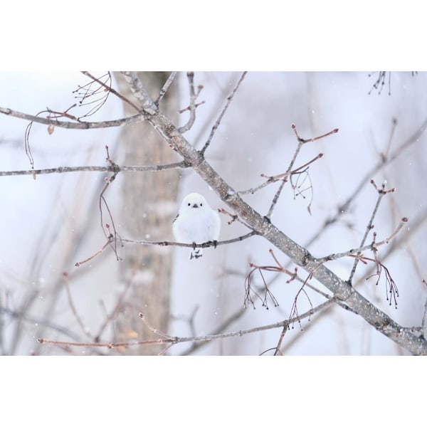 Fujifilm Fujinon XF 150-600mm f/5.6-8 R LM OIS WR -objektiivi