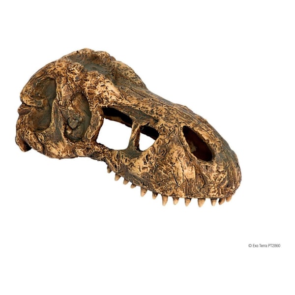 Terrariumdekoration T-Rex skalle, liten, EXO-TERRA