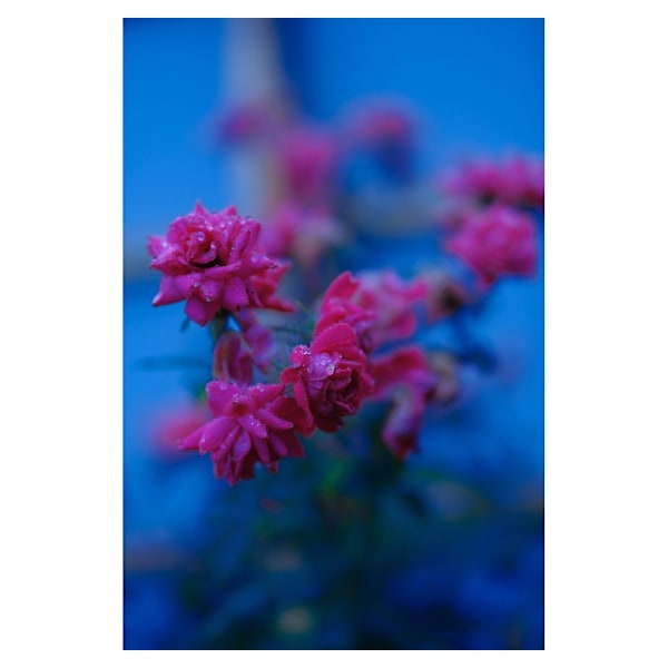 Fujinon XF 50mm f/1.0 R WR -objektiivi