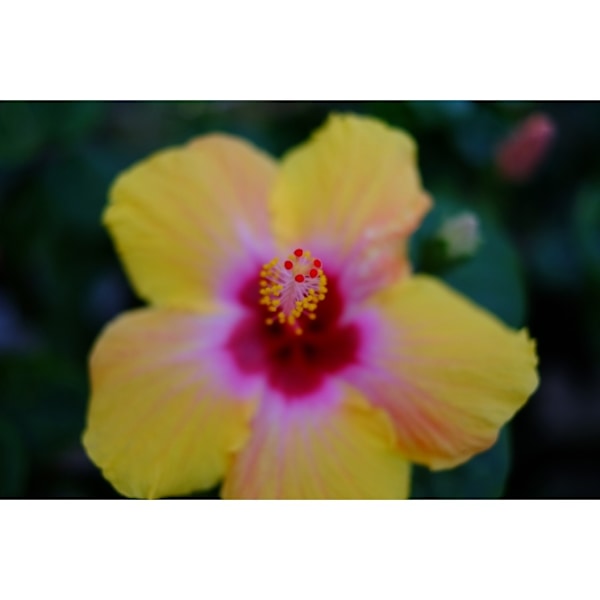 Fujinon XF 35mm f/1.4 R