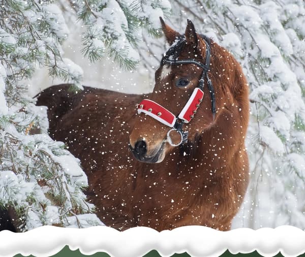 Tomtens huvudbonadset, julparadklockset, julhästkostym