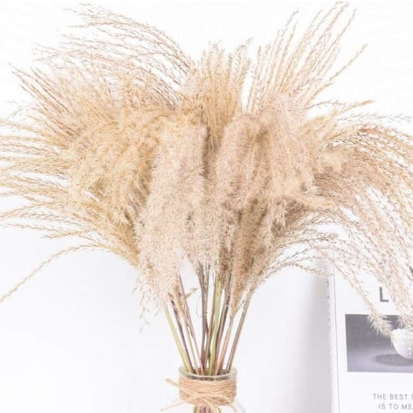 ##/10 Stykker Pampasgræs Naturlige Rør Tørrede Blomster Tørrede Blomster V##/