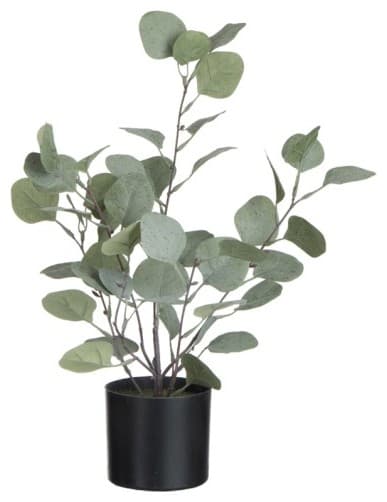 Eukalyptus ruukussa pieni
