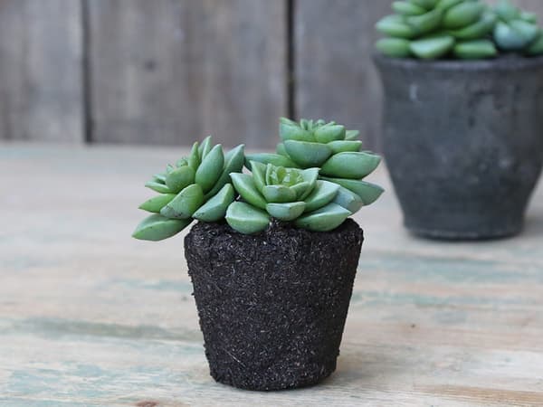 Tekokasvi Mehikasvi 11,5 cm Green 255