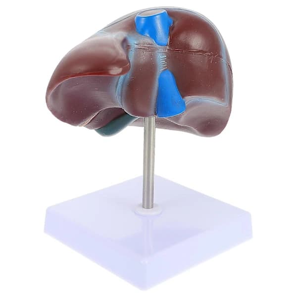 Educational Human Liver Training Tool with Excellent Durability Brown 19X16X11CM
