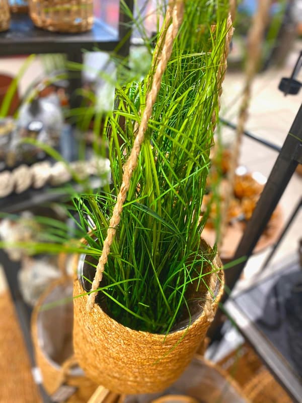 Koristekasvi ruukussa K55 cm Grön green