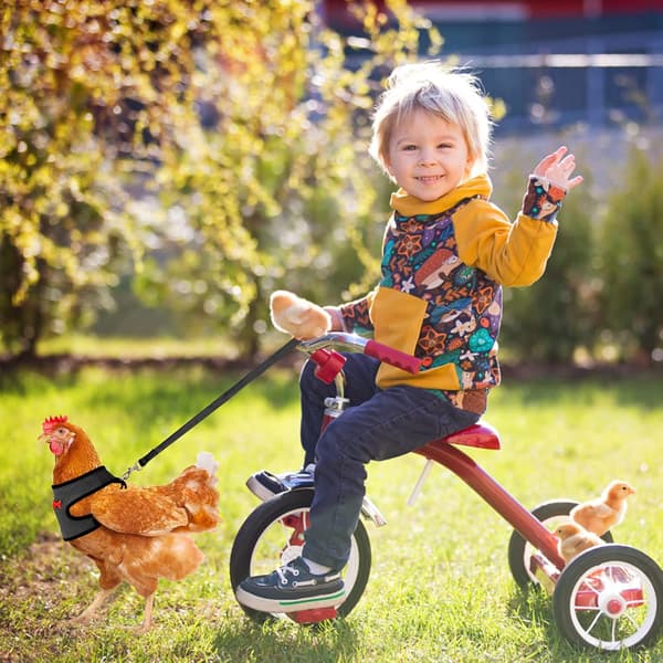 Adjustable Chicken Harness with Elastic Leash Comfortable and Breathable Pet Duck, Goose Hen Sharp Walk Size M