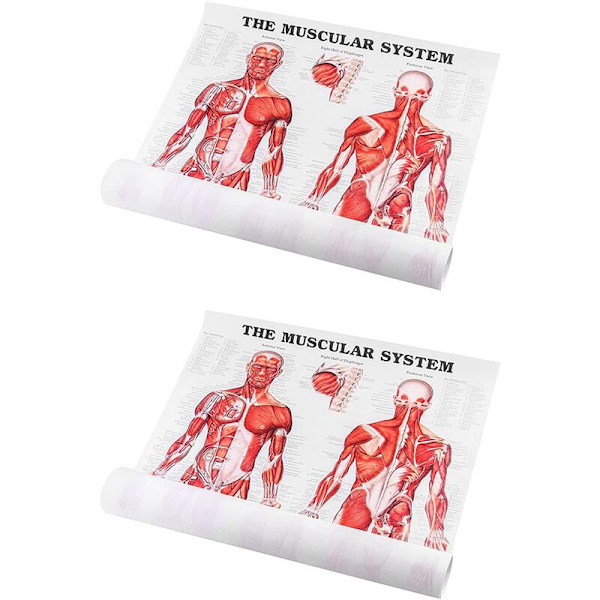 Brain Anatomy Poster, 2-Pack Laminated Human Brain Maps, Medical Quick Guide, Human Muscle