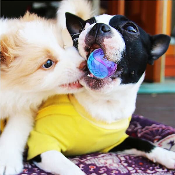 G-Ball boll (medium transparent) husdjur leksak hund leksak bitresistent, slitstark, mycket elastisk molar ljudande boll interaktiv leksak
