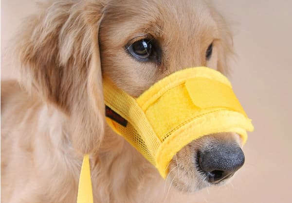 Dog Muzzle - Soft, Breathable - Small Dogs, Size L Yellow