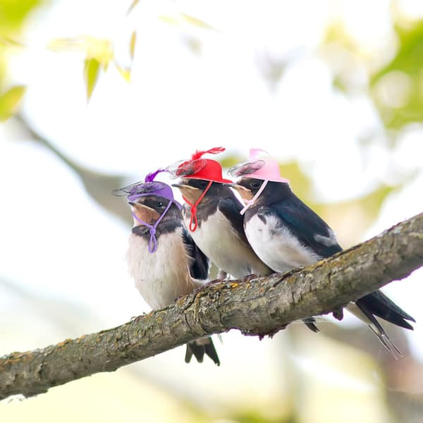 Hønehatte til Små Kæledyr, Sjove Rekvisitter, Fjerhat med Rem