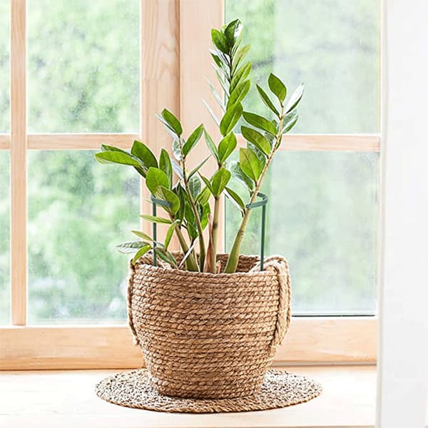 Kasvituki - 25cm, Köynnösristikko kiipeilykasveille, Kasvi