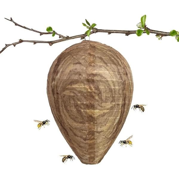 4-pakning vepsefeller, giftfri papiragn, avskrekkende for bier - Vepsebol Beige