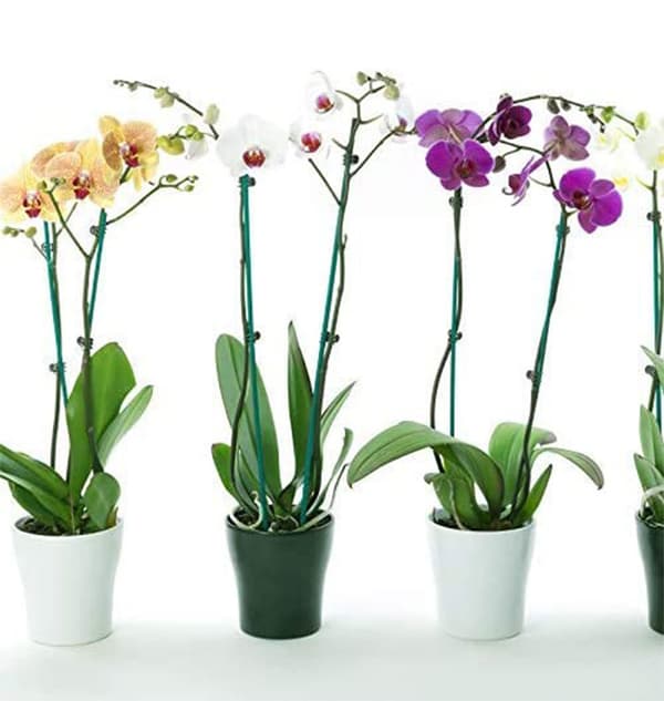 Bambuspind til planter, blomsterarrangementer, 30 cm, til støtte