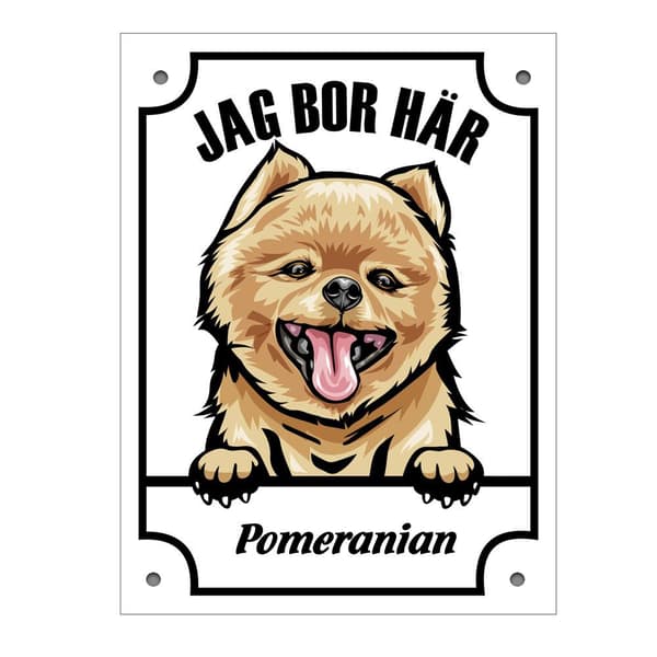 Pomeranian kiggende hund skilt Vit white